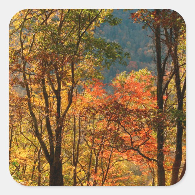 USA, Tennessee. Fall Foliage Square Sticker (Front)