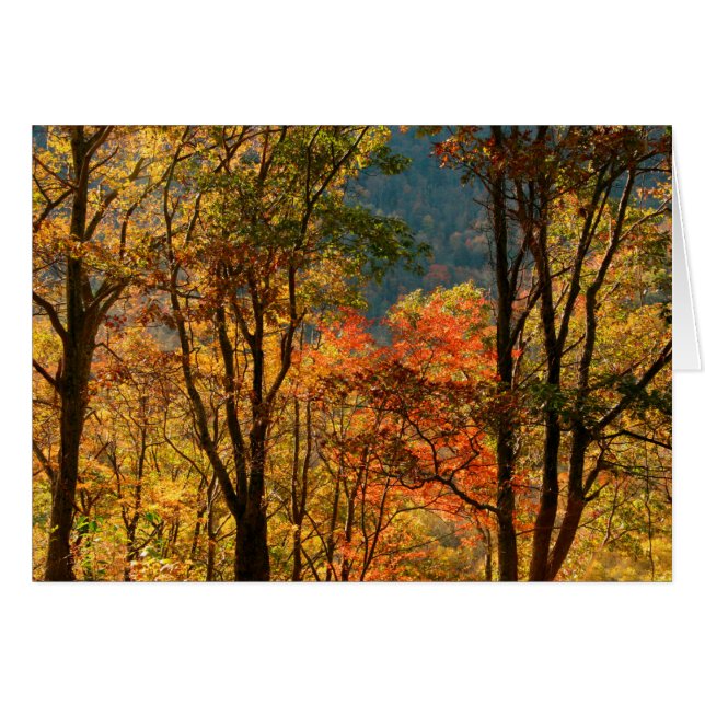 USA, Tennessee. Folithe d'automne (Devant horizontal)