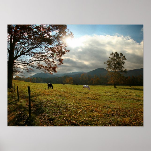 USA, Tennessee. Horses In Cades Cove Valley Poster (Front)