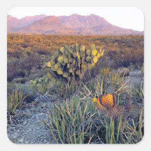 USA, Texas, Big Bend NP. A sandy pink dusk Square Sticker