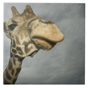 USA, Texas, Fossil Rim Wildlife Area, giraffe Tile