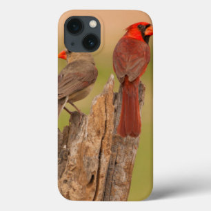 USA, Texas, Hidalgo County. Cardinal Pair iPhone 13 Case