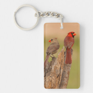 USA, Texas, Hidalgo County. Cardinal Pair Keychain