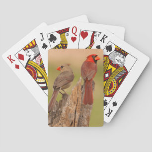 USA, Texas, Hidalgo County. Cardinal Pair Playing Cards