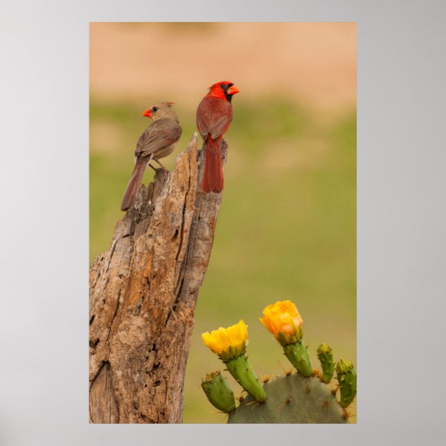 USA, Texas, Hidalgo County. Cardinal Pair Poster (Front)