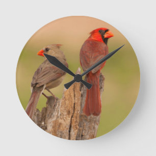 USA, Texas, Hidalgo County. Cardinal Pair Round Clock