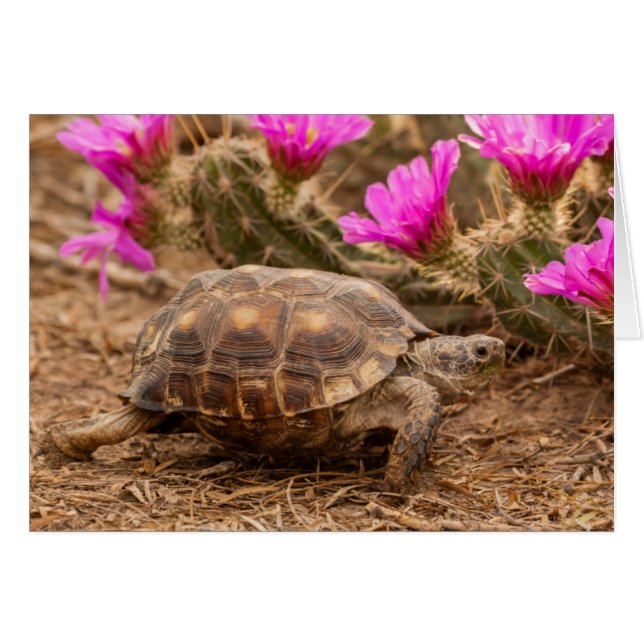USA, Texas, Hidalgo County. Tortoise (Front Horizontal)