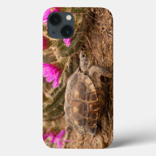 USA, Texas, Hidalgo County. Tortoise iPhone 13 Case