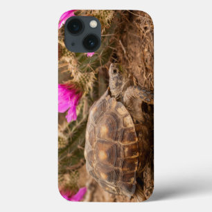 USA, Texas, Hidalgo County. Tortoise iPhone 13 Case