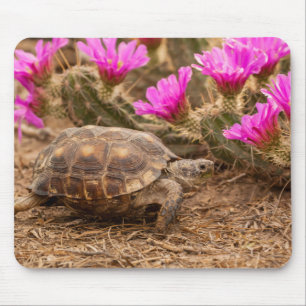 USA, Texas, Hidalgo County. Tortoise Mouse Pad