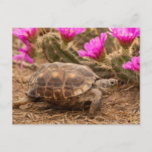 USA, Texas, Hidalgo County. Tortoise Postcard