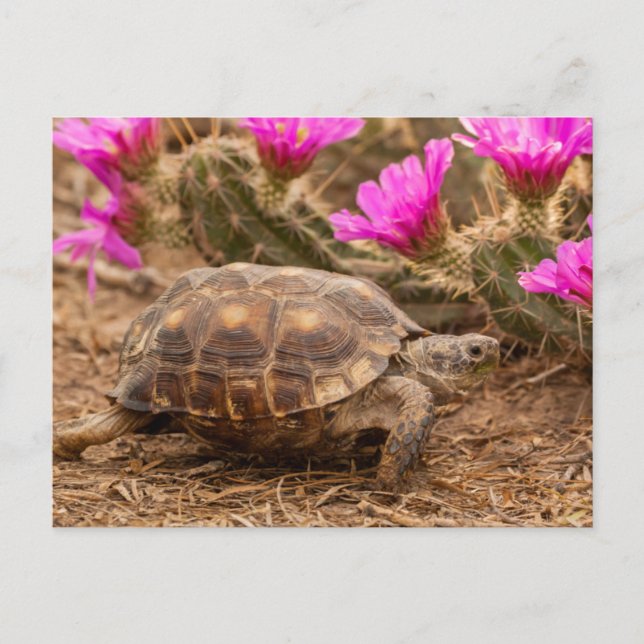 USA, Texas, Hidalgo County. Tortoise Postcard (Front)