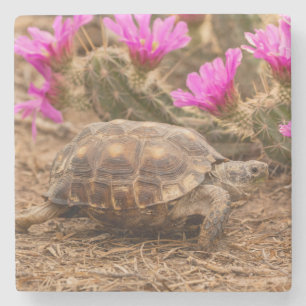 USA, Texas, Hidalgo County. Tortoise Stone Coaster