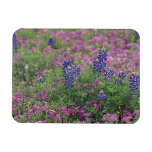 USA, Texas Hill Country. Bluebonnets among phlox Magnet