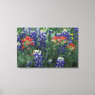 USA, Texas Hill Country. Bluebonnets and Canvas Print