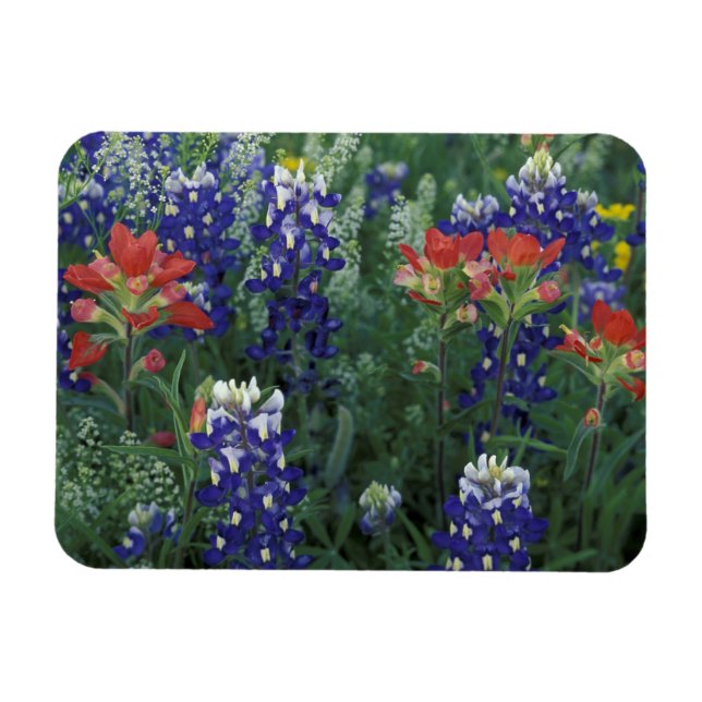 USA, Texas Hill Country. Bluebonnets and Magnet (Horizontal)