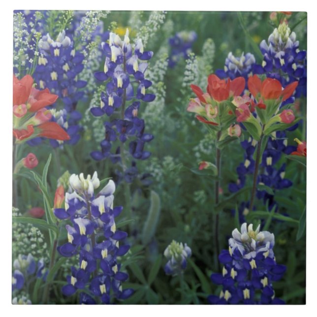 USA, Texas Hill Country. Bluebonnets and Tile (Front)