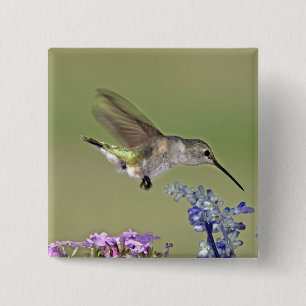 USA, Texas, Hill Country. Female black-chinned 2 Inch Square Button