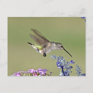 USA, Texas, Hill Country. Female black-chinned Postcard