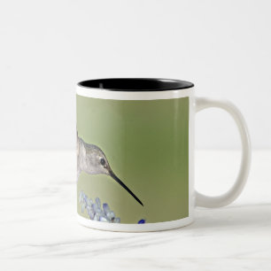 USA, Texas, Hill Country. Female black-chinned Two-Tone Coffee Mug