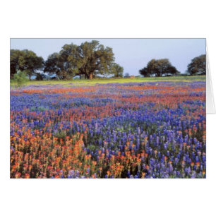 USA, Texas, Llano. Bluebonnets and redbonnets