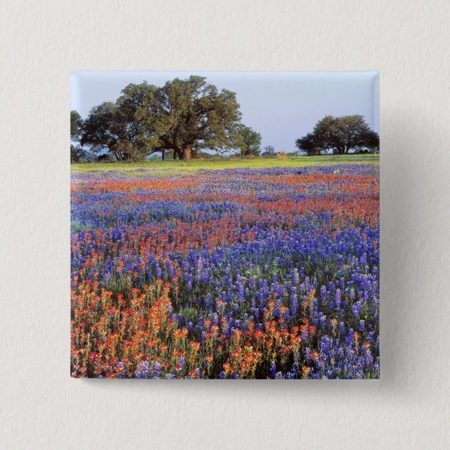 USA, Texas, Llano. Bluebonnets and redbonnets 2 Inch Square Button (Front)