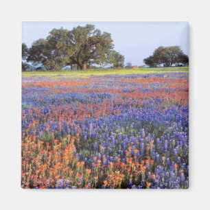 USA, Texas, Llano. Bluebonnets and redbonnets Magnet