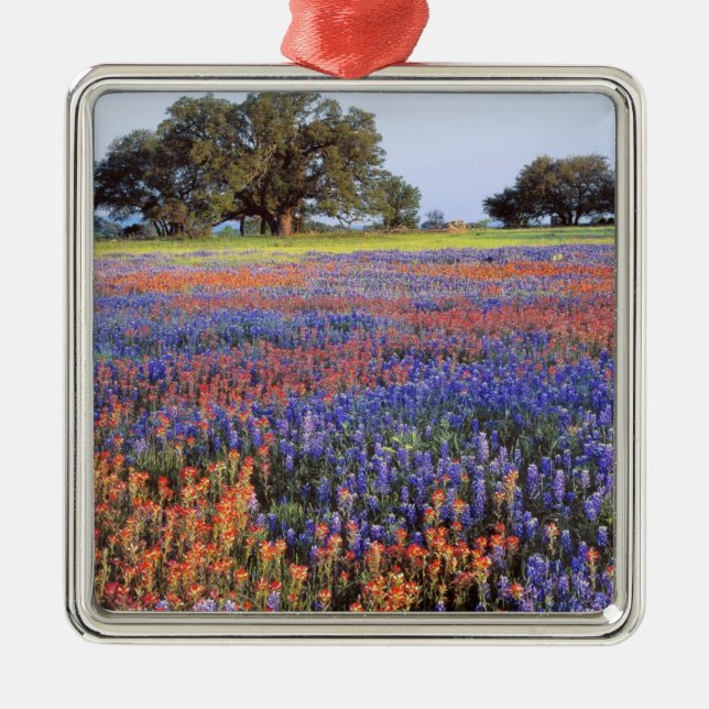 USA, Texas, Llano. Bluebonnets and redbonnets Metal Ornament (Front)