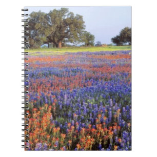 USA, Texas, Llano. Bluebonnets and redbonnets Notebook