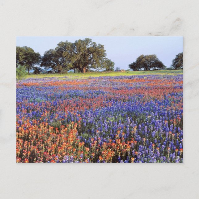 USA, Texas, Llano. Bluebonnets and redbonnets Postcard (Front)