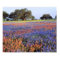 USA, Texas, Llano. Bluebonnets and redbonnets