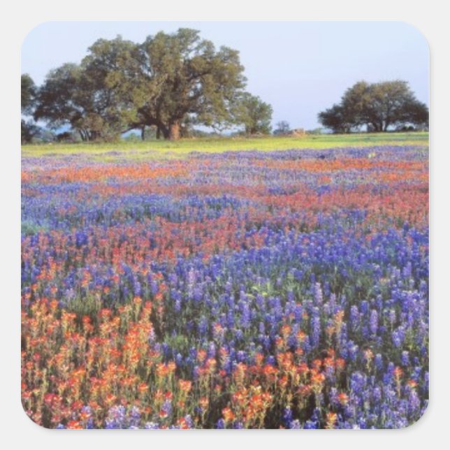 USA, Texas, Llano. Bluebonnets and redbonnets Square Sticker (Front)