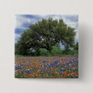 USA, Texas, Marble Falls Paintbrush and 2 Inch Square Button