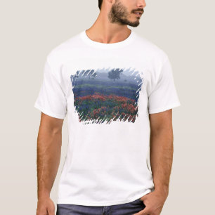 USA, Texas, near Lytle Fog, oaks, blue bonnets T-Shirt