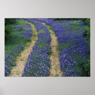 USA, Texas, near Marble Falls, Tracks in blue Poster