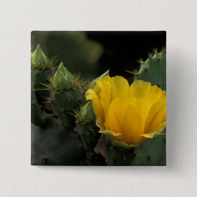USA, Texas, Prickly Pear Cactus in bloom. 2 Inch Square Button (Front)