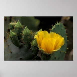 USA, Texas, Prickly Pear Cactus in bloom. Poster