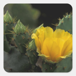 USA, Texas, Prickly Pear Cactus in bloom. Square Sticker