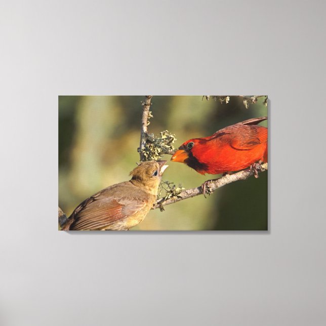 USA, Texas, Rio Grande Valley, McAllen. Mated Canvas Print (Front)