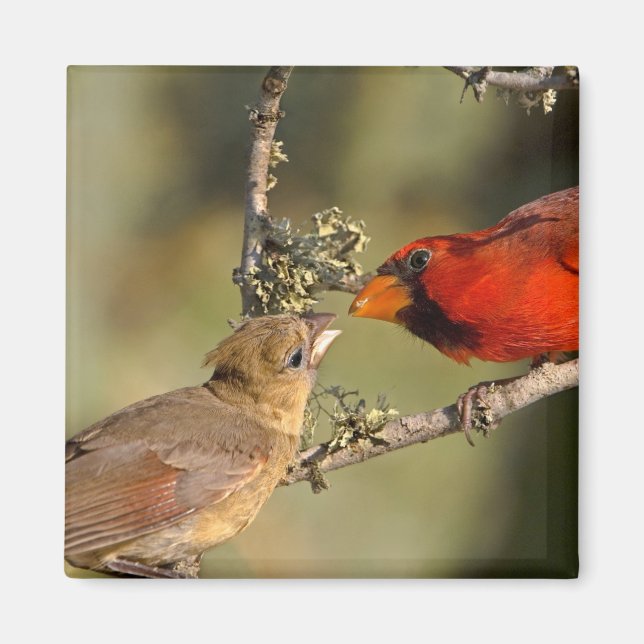 USA, Texas, Rio Grande Valley, McAllen. Mated Magnet (Front)