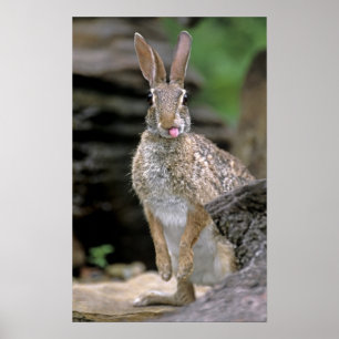 USA, Texas, Rio Grande Valley. Wild desert Poster