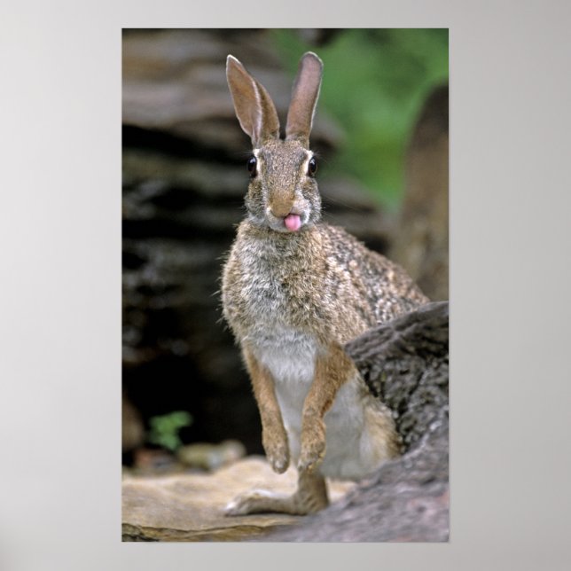 USA, Texas, Rio Grande Valley. Wild desert Poster (Front)