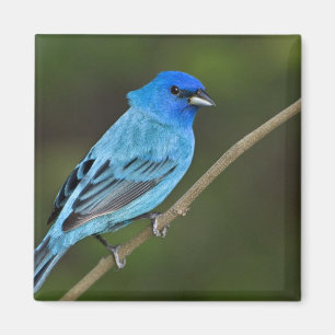 USA, Texas, South Padre Island Magnet