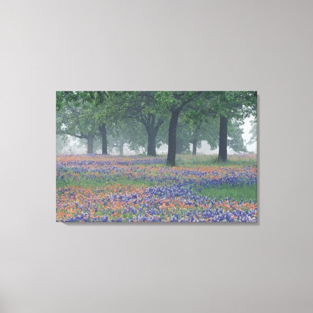 USA, Texas, Texas Hill Country Expansive field Canvas Print (Front)