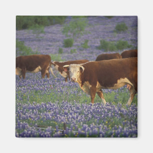USA, Texas, Texas Hill Country, Hereford Magnet