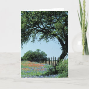 USA, Texas, Texas Hill Country Paintbrush and Card