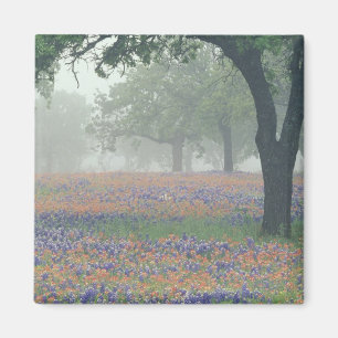USA, Texas. Texas paintbrush and bluebonnets Magnet