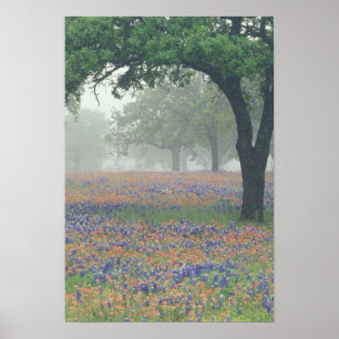 USA, Texas. Texas paintbrush and bluebonnets Poster