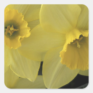 USA, Utah, Cache Valley Daffodils Square Sticker