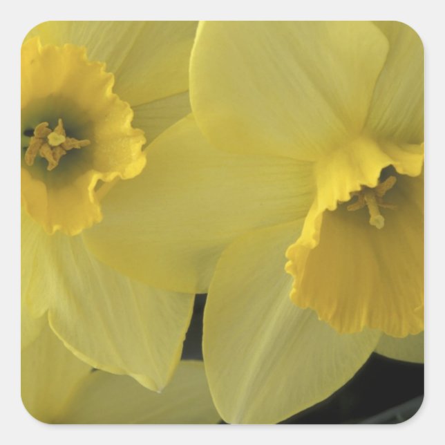 USA, Utah, Cache Valley Daffodils Square Sticker (Front)